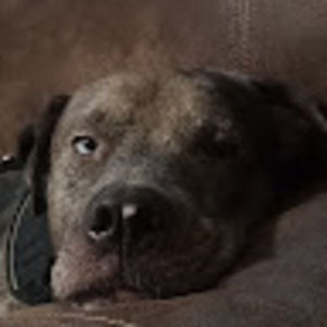 Meet your Posher, Tony